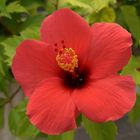 .:Hibiskus:.