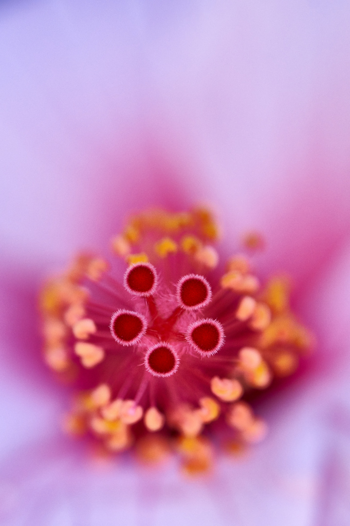 Hibiskus