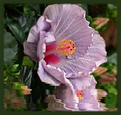 Hibiskus ...