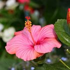 Hibiskus