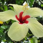 Hibiskus