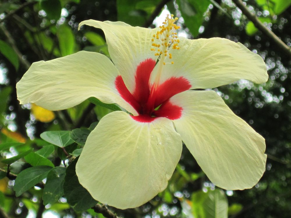 Hibiskus