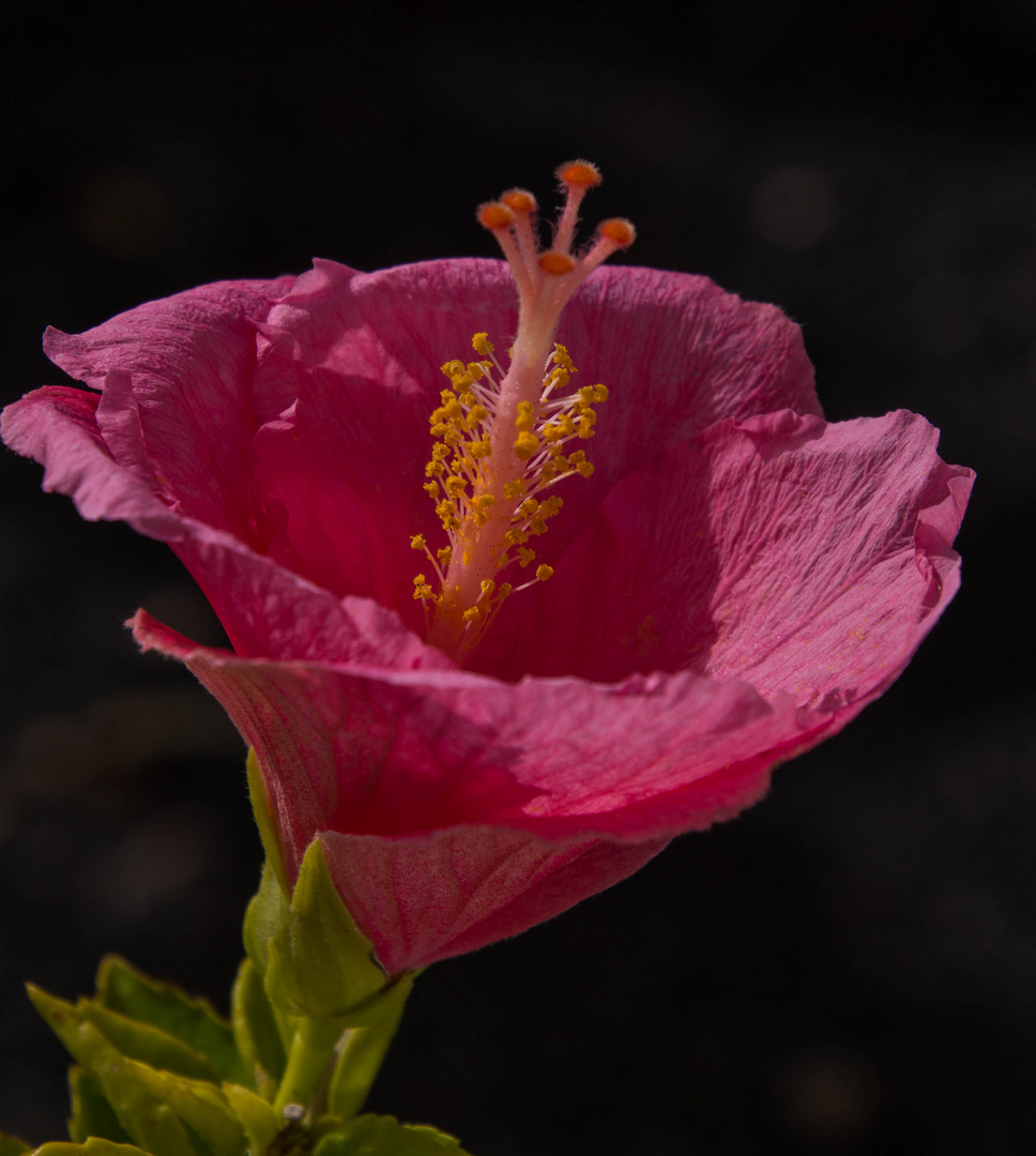 Hibiskus