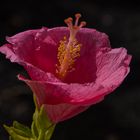 Hibiskus