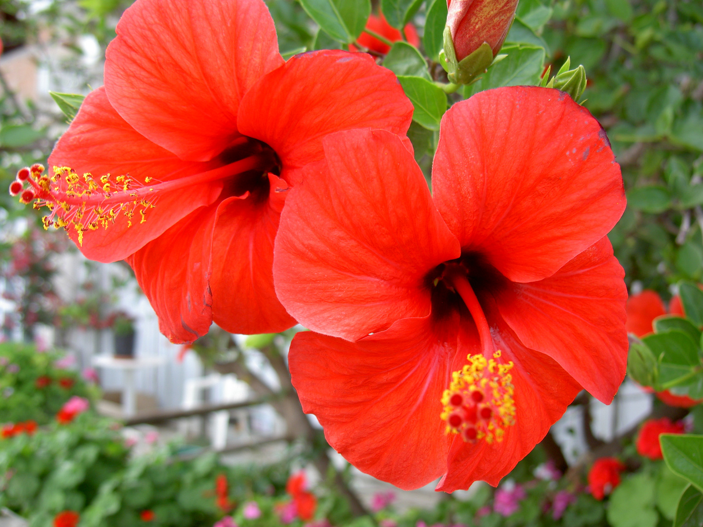 Hibiskus