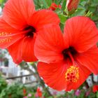 Hibiskus