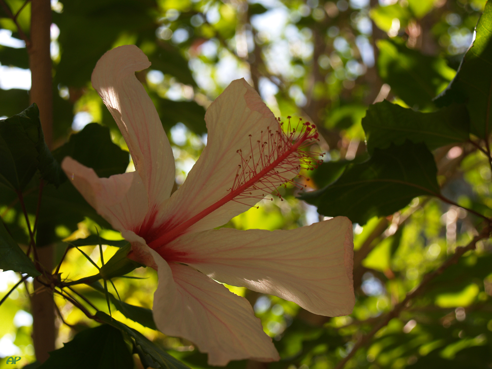 **Hibiskus**