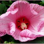 Hibiskus