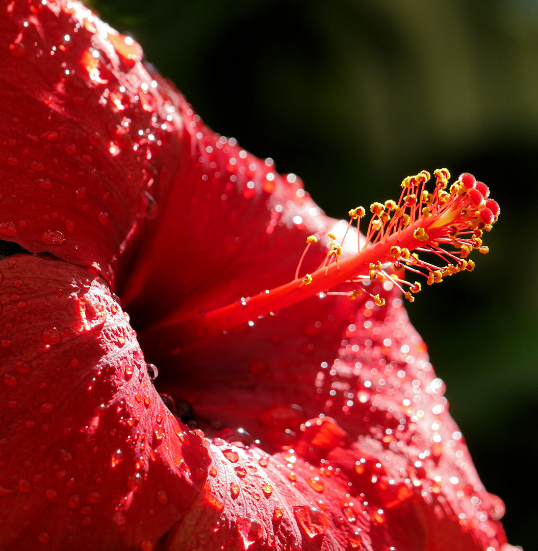 Hibiskus Foto & Bild pflanzen, pilze & flechten, blüten