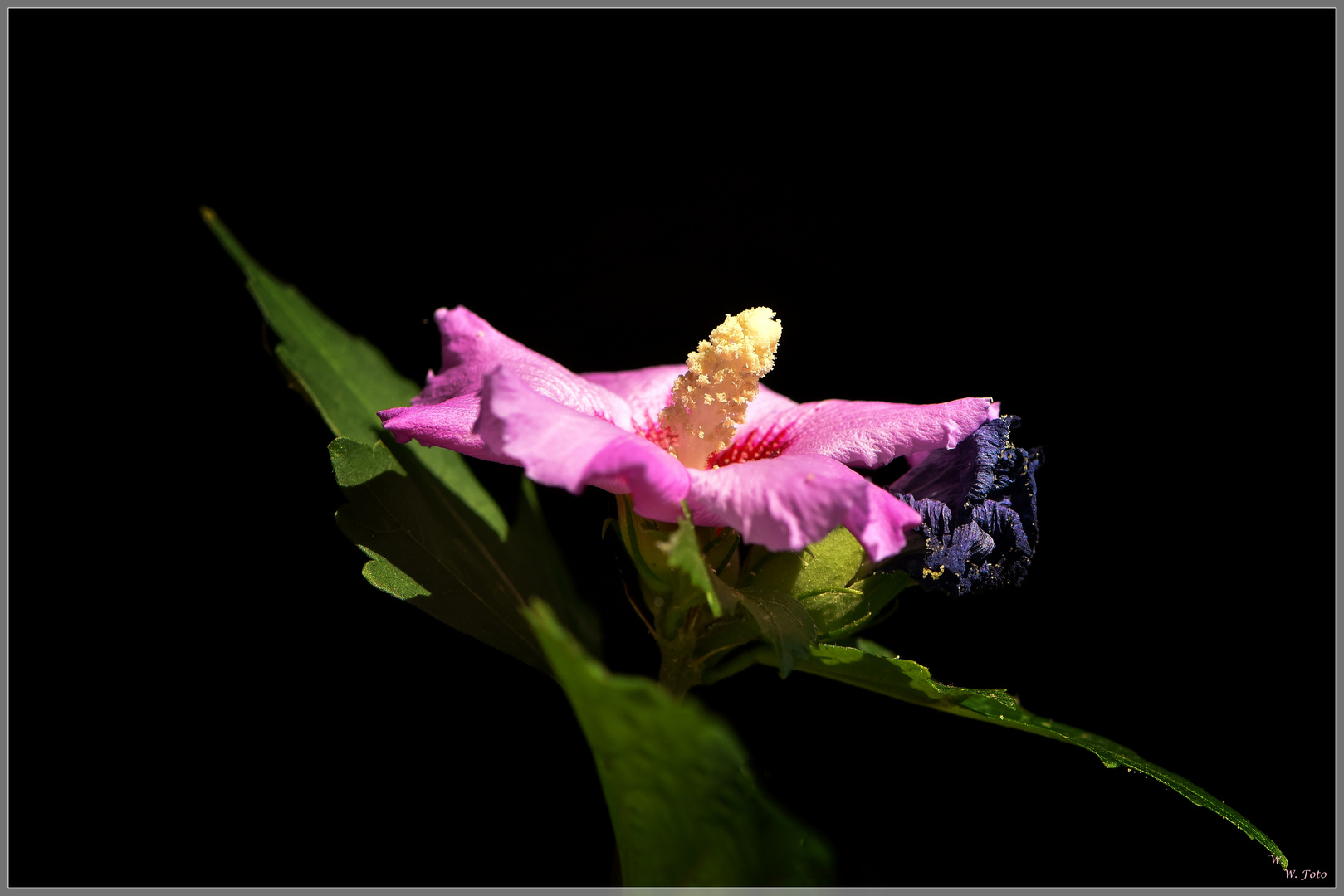 Hibiskus Foto & Bild natur, blumen, hibiskus Bilder auf