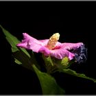 Hibiskus