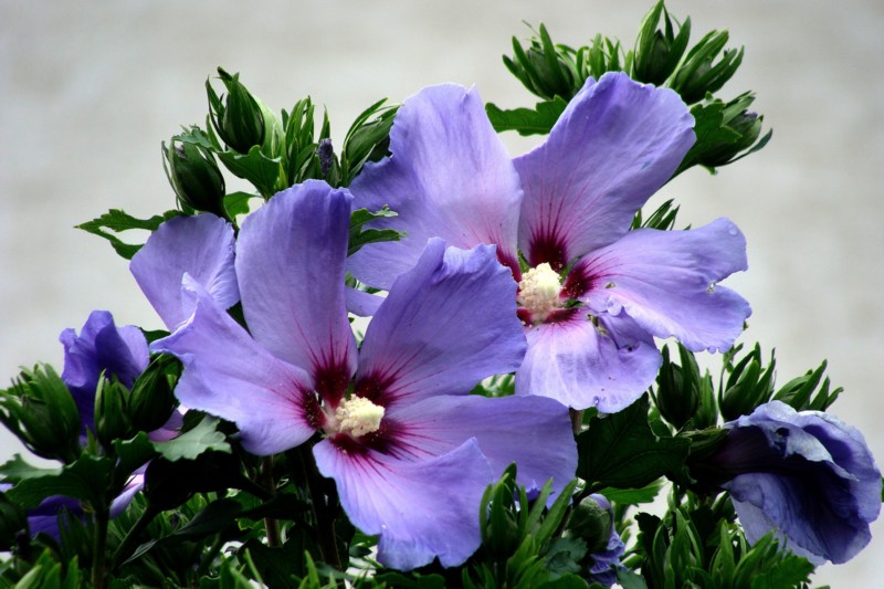 Hibiskus