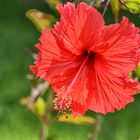 Hibiskus