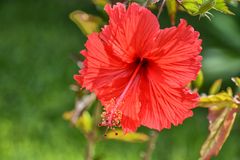 Hibiskus