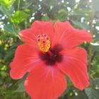 Hibiskus