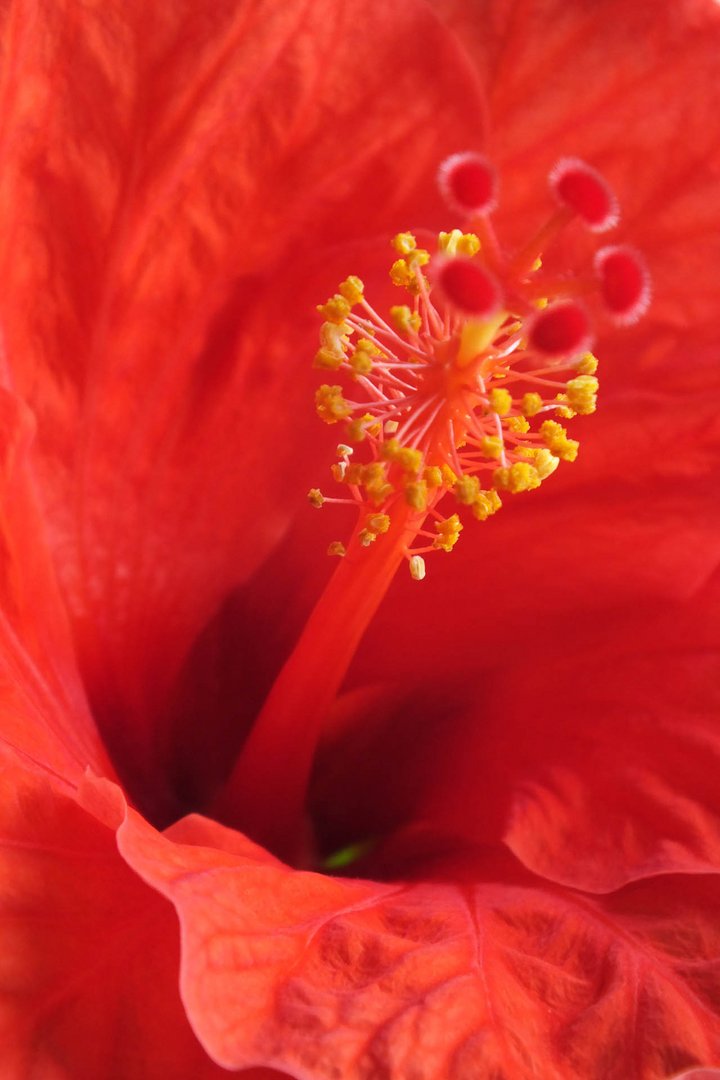 Hibiskus