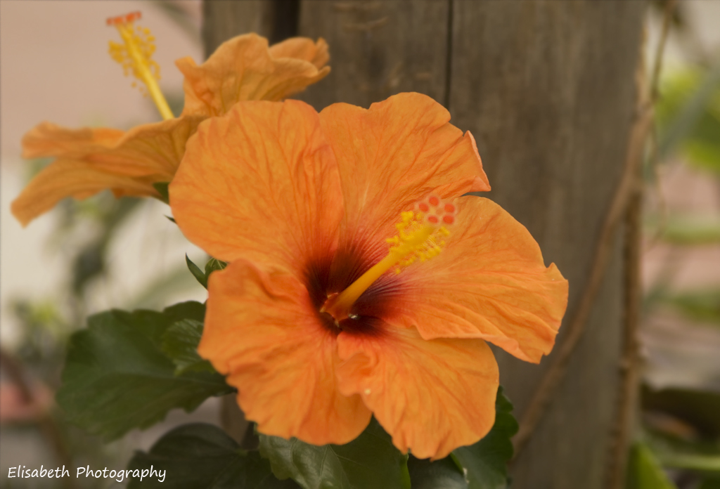 Hibiskus