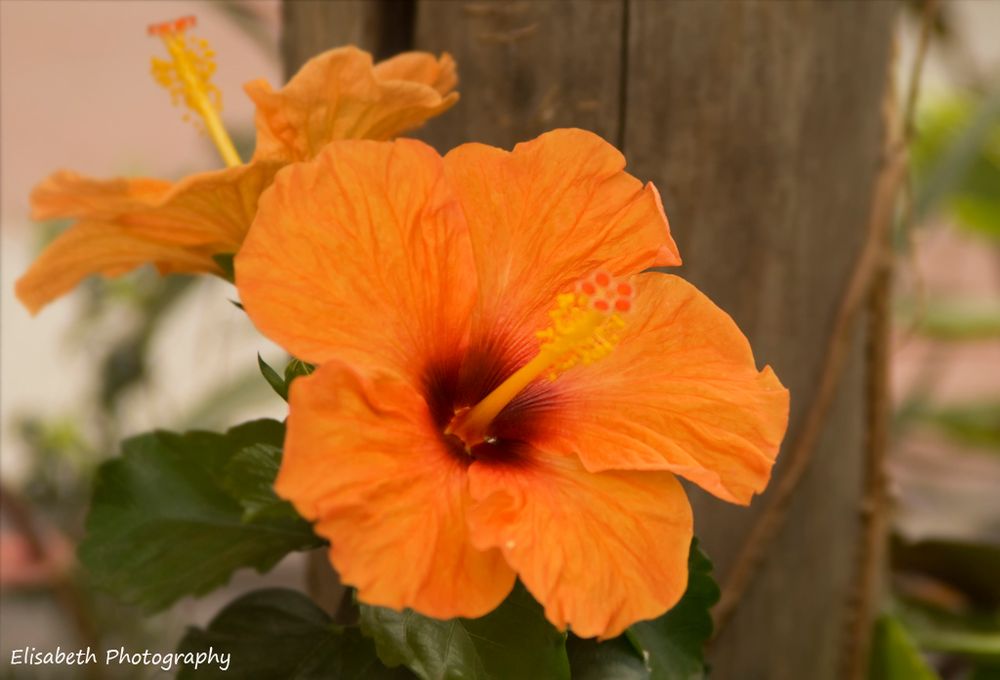 Hibiskus