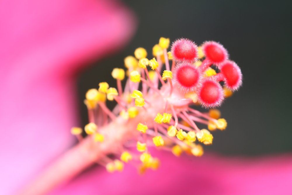 Hibiskus