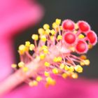 Hibiskus