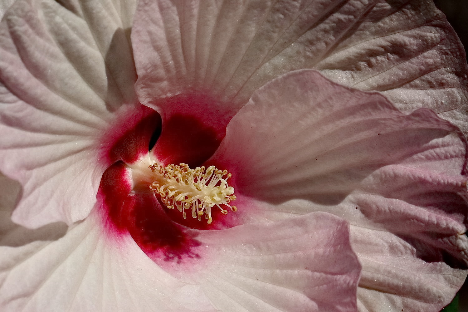 Hibiskus