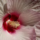 Hibiskus