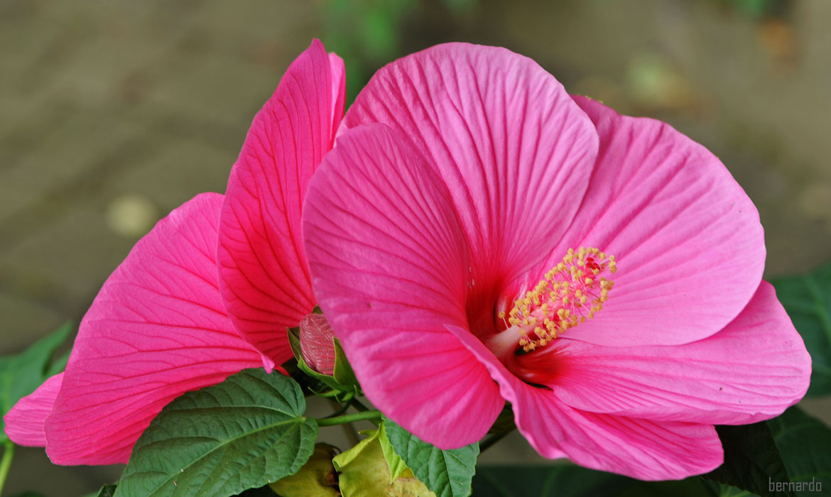 Hibiskus