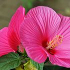 Hibiskus