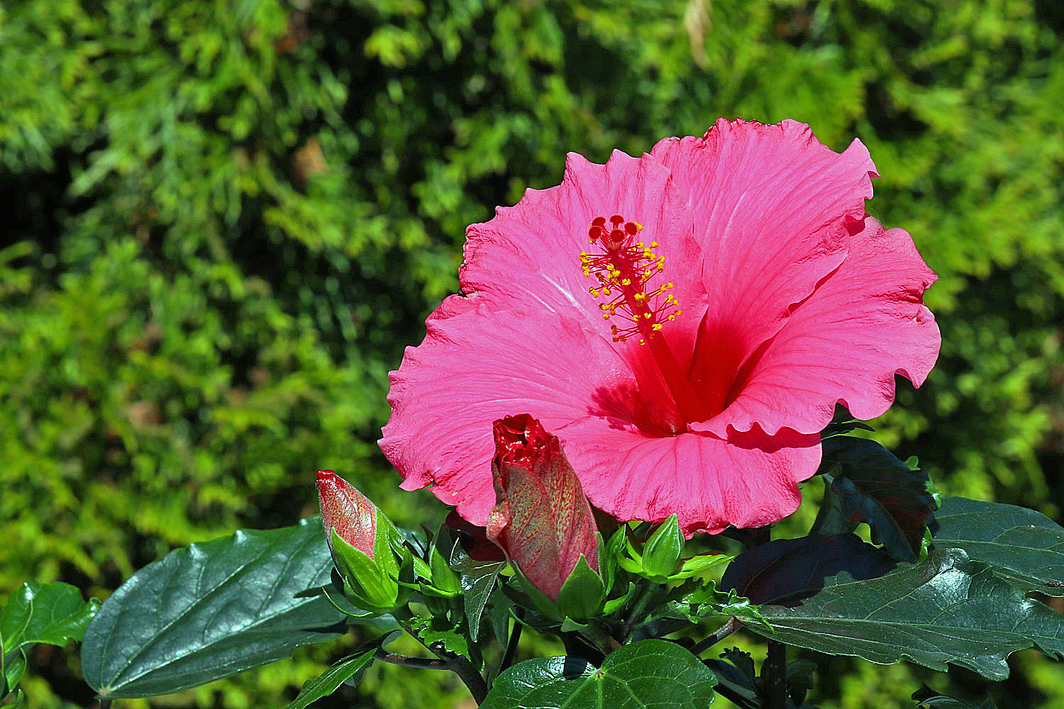 Hibiskus