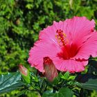 Hibiskus