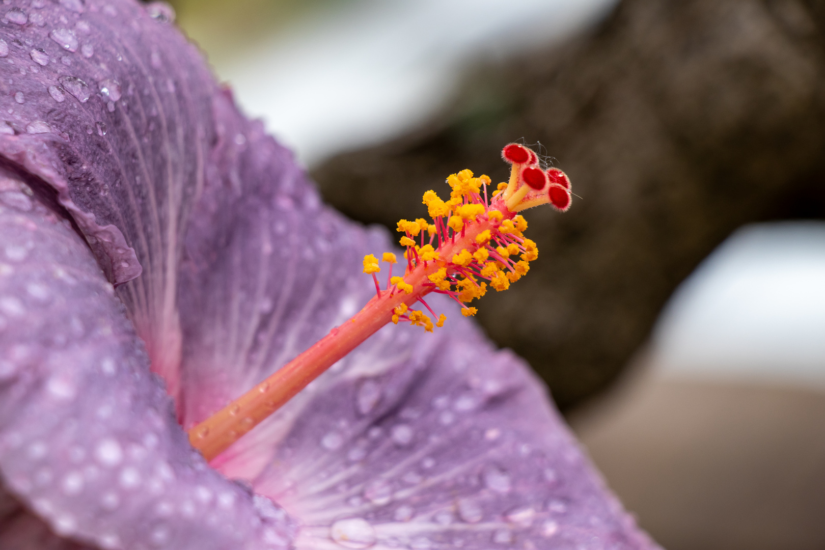 Hibiskus