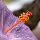 Hibiskus