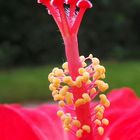 Hibiskus