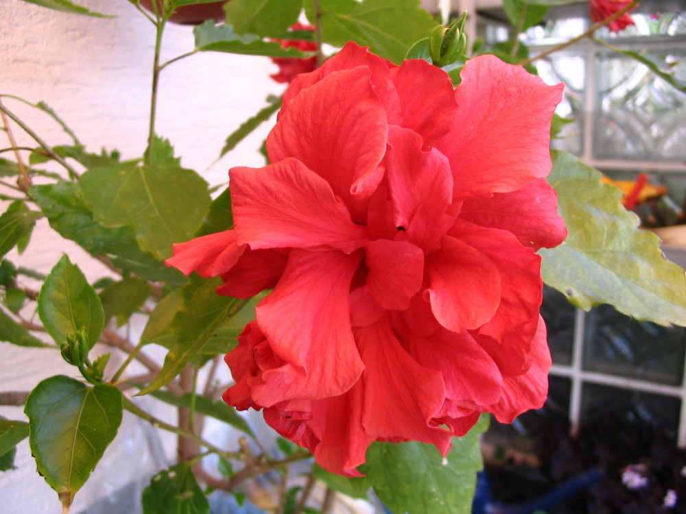 Hibiskus