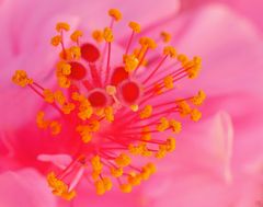 Hibiskus