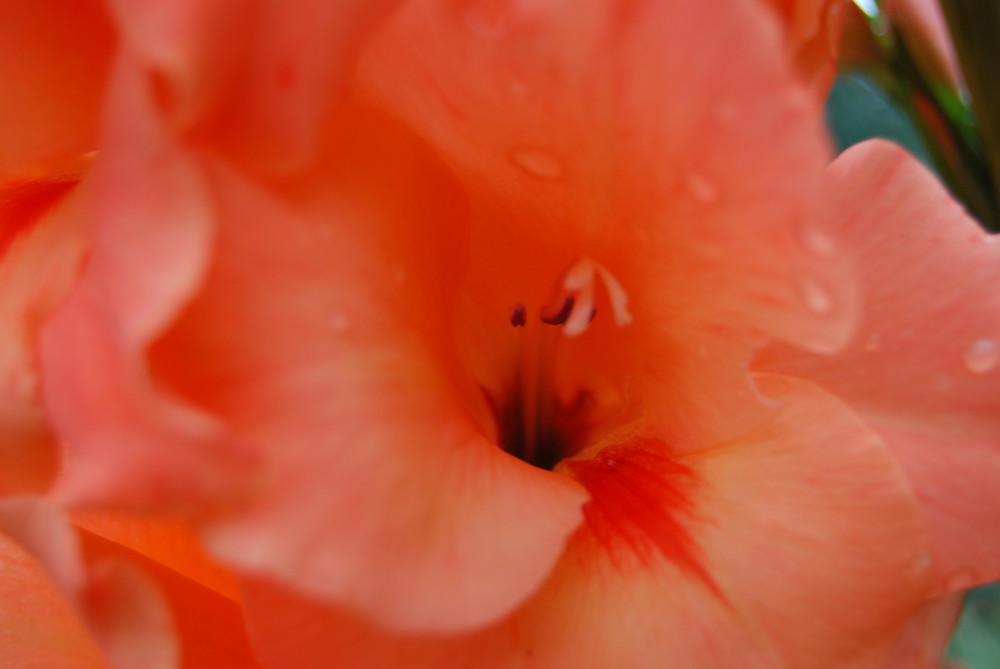 Hibiskus