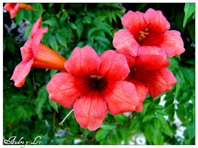 Hibiskus