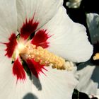 Hibiskus