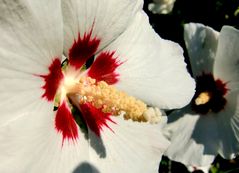 Hibiskus