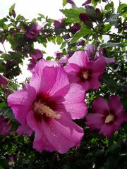 Hibiskus