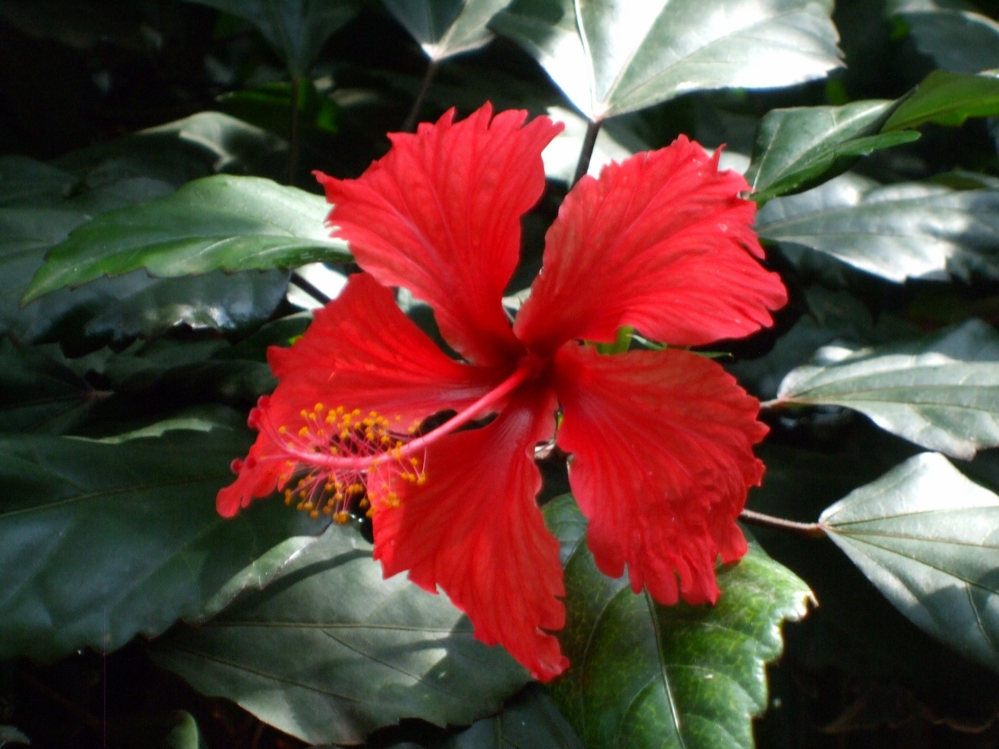 Hibiskus