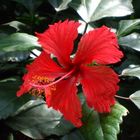 Hibiskus