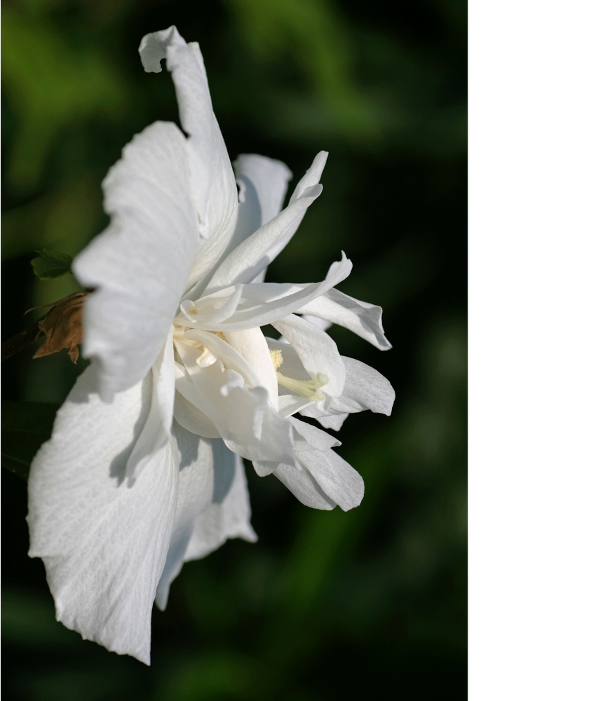 Hibiskus*