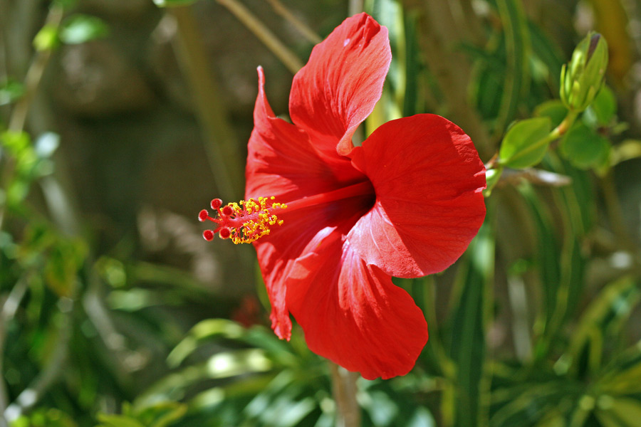 Hibiskus