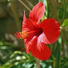 Hibiskus