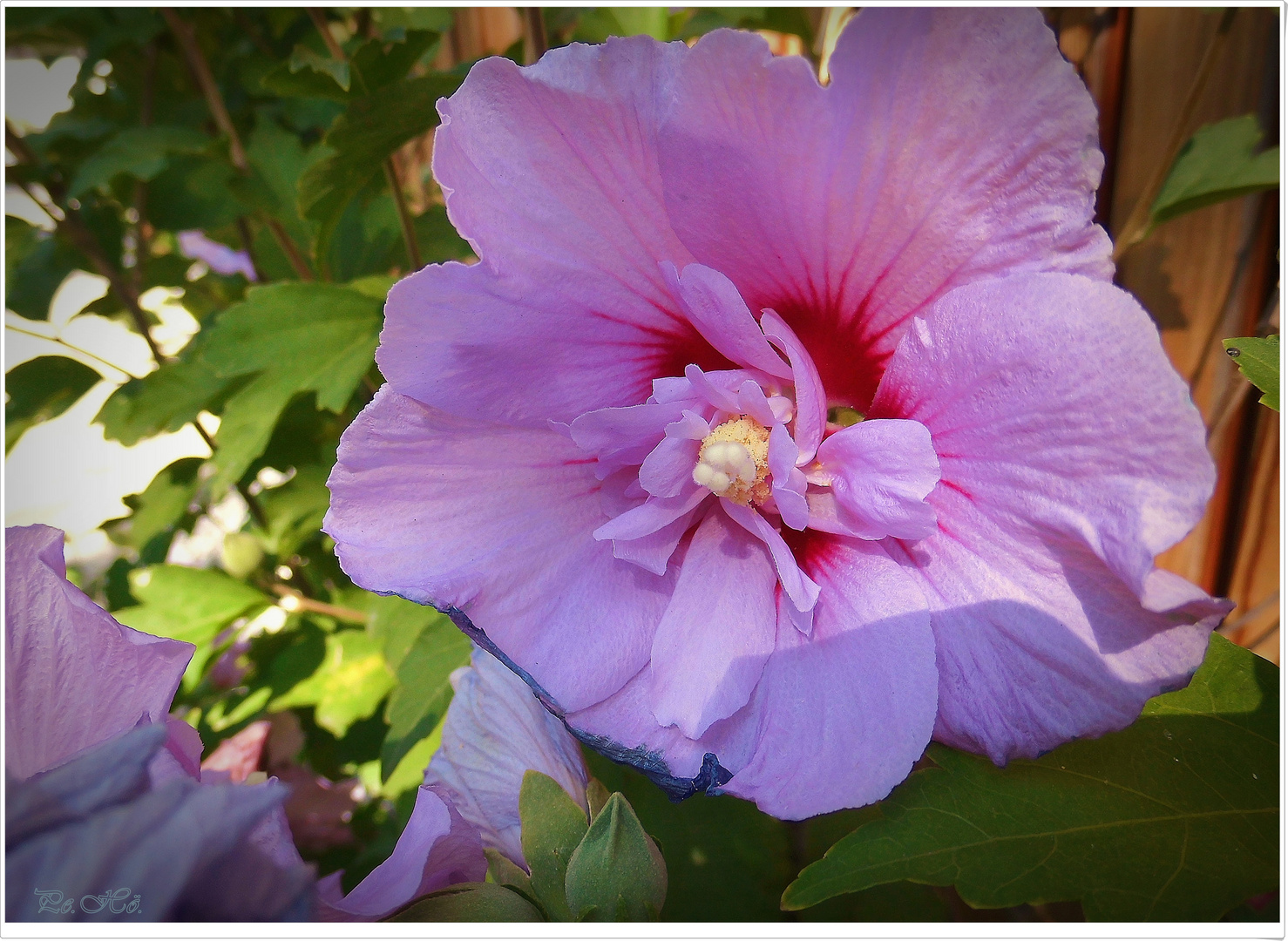 Hibiskus