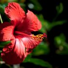 Hibiskus