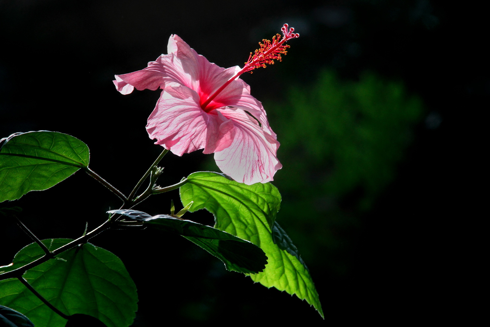 Hibiskus - Eibisch Blüte