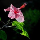 Hibiskus - Eibisch Blüte