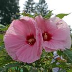 Hibiskus / Eibisch -rosa-